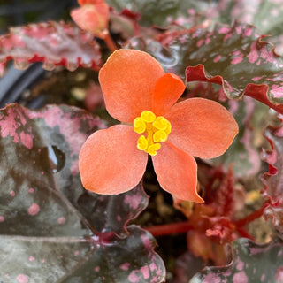Begonia amphioxus x ignita