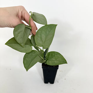 Z-5195 - Scindapsus pictus 'Black Mamba'