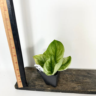Z-5167 - Scindapsus treubii 'Moonlight Mint'