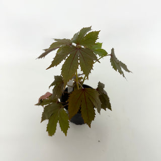 Hibiscus acetosella