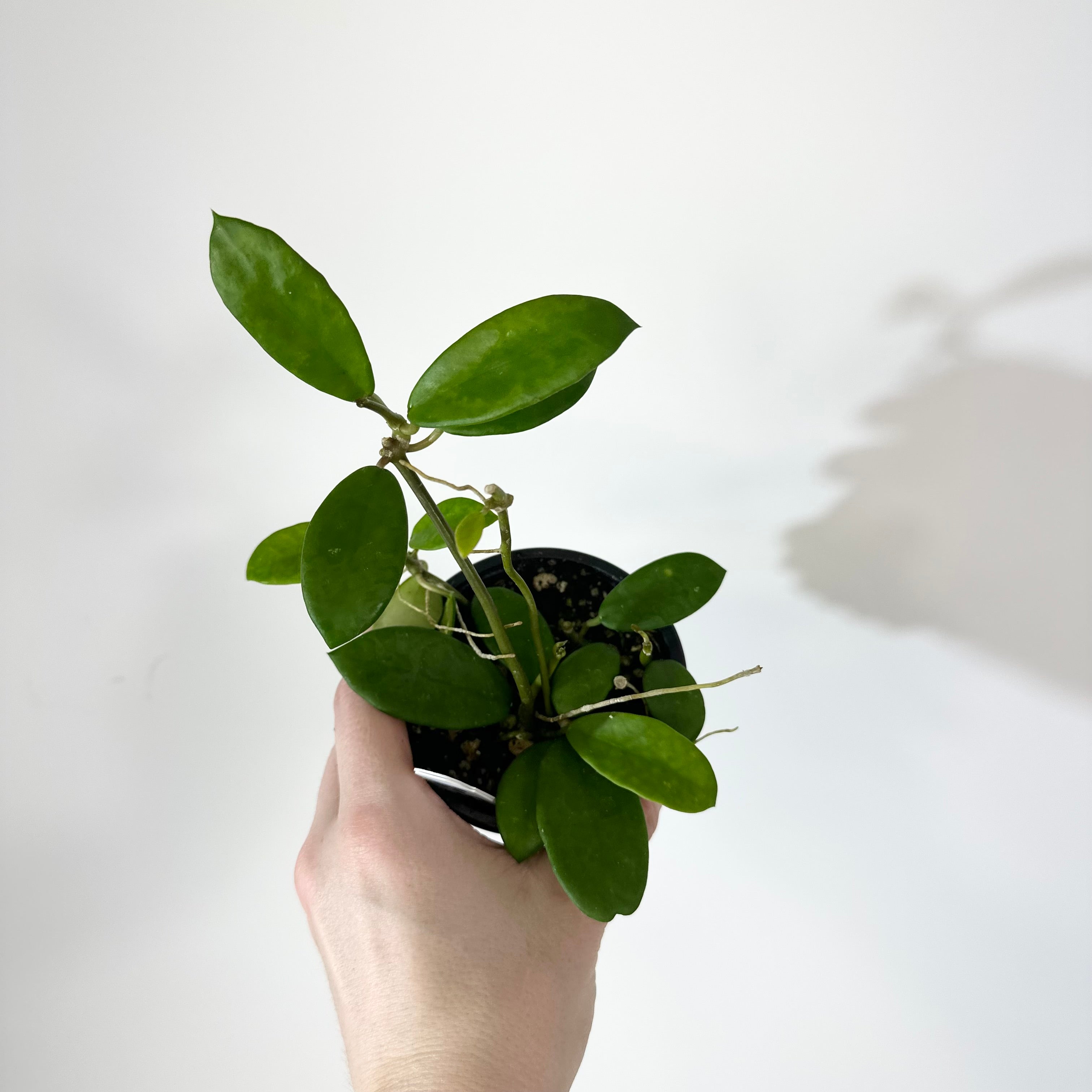 Z-5138 - Hoya liangii – Steve's Leaves