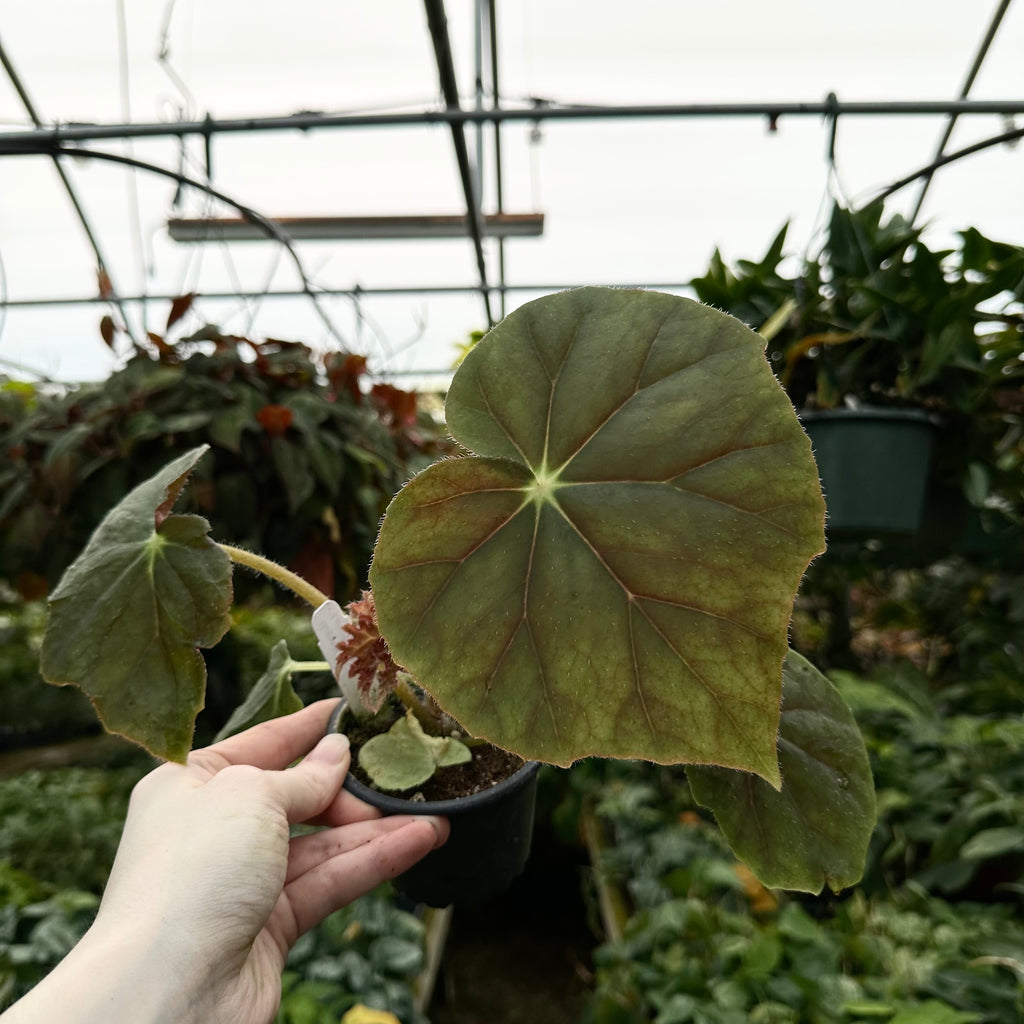 begonia succulent Begonia 'Lotusland'
