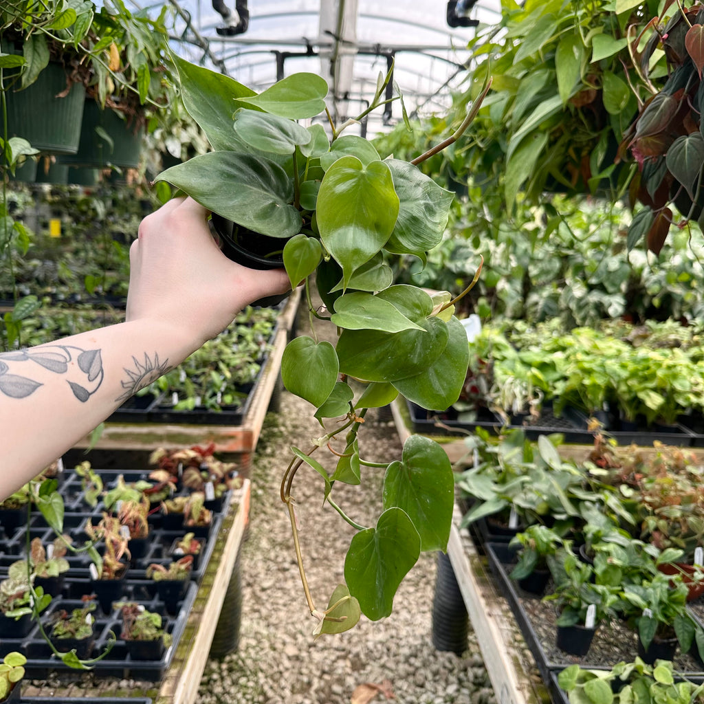 philodendron hederaceum Philodendron Hederaceum | Easy Growing Trailing Houseplant