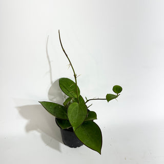 Hoya sp. Da Lat (round leaves)