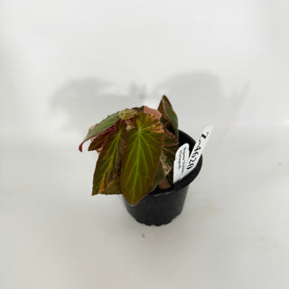 Z-4620 - Begonia ‘Withlacoochee’ (Variegated)