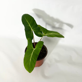 Adelonema crinipes - 5.5" Pot