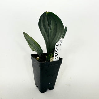 Z-5181 - Scindapsus treubii (Dark Form) variegata