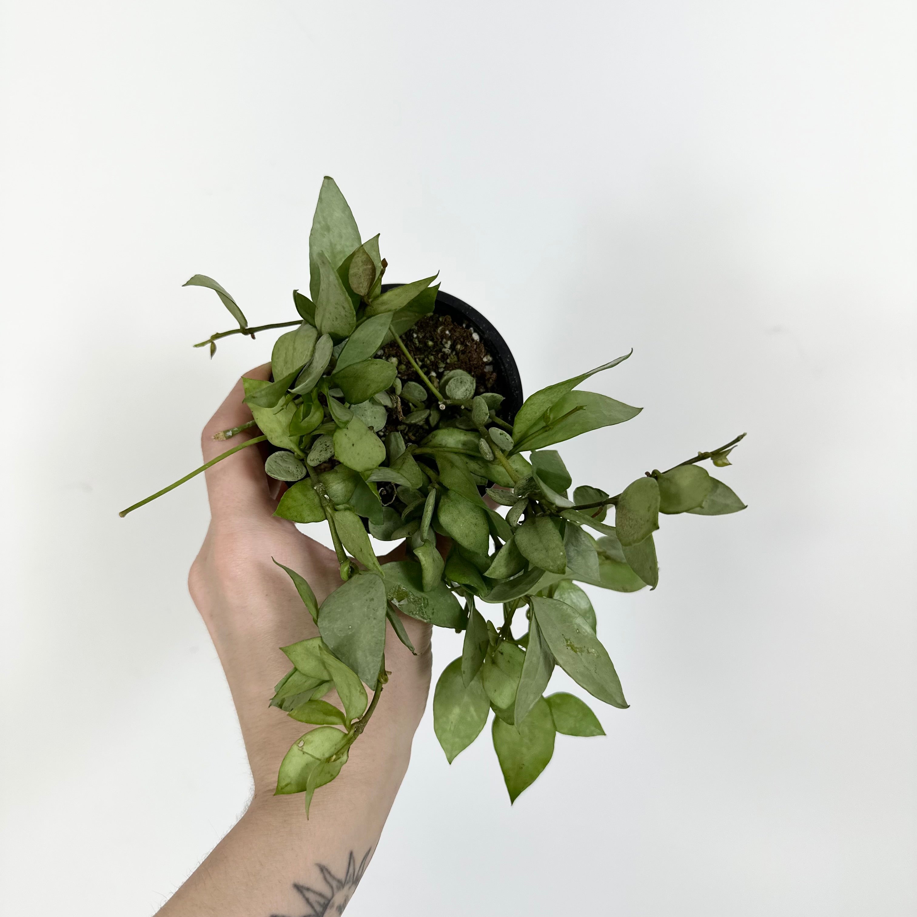 HOYA SKIN ホヤスキン BCEDF7E9-7A0F-44C2-BA0F-