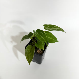 Anthurium magnificum/‘Silver Blush' x 'Chuck Norris'