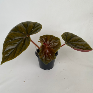 Begonia 'Thurstonii'