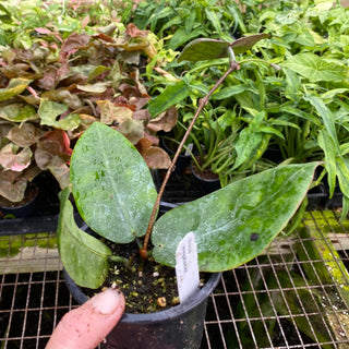 Hoya megalaster