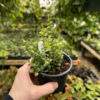 Dischidia ruscifolia