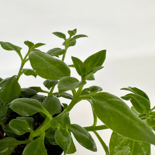 Aptenia cordifolia (Pink Flowers)