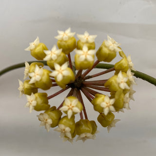 Hoya sp. UT 038 'Flores Island'