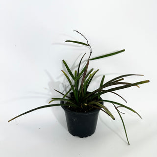 Z-4524 - Hoya insularis