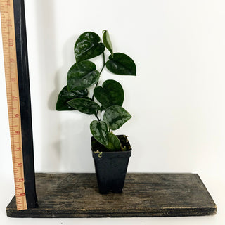 Z-5171 - Scindapsus pictus 'Black Mamba'