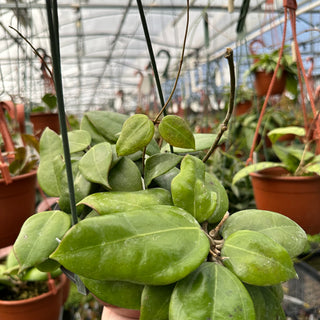 Hoya dolichosparte