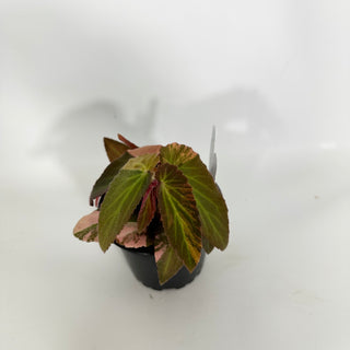 Z-4620 - Begonia ‘Withlacoochee’ (Variegated)