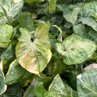 Syngonium podophyllum "Orm Thong"