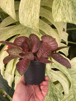 Episcia 'Temptation'