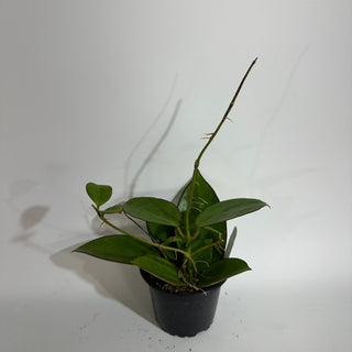 Hoya sp. Da Lat (round leaves)