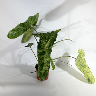 Philodendron 'Paraiso Verde' - 5.5" Pot