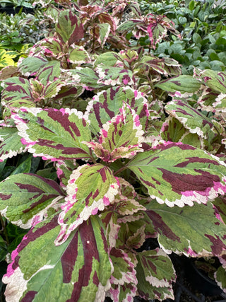 Plectranthus hybrida (Coleus) 'Anna'