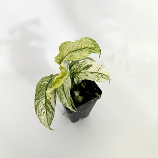 Z-4510 - Rhaphidophora puberula variegata