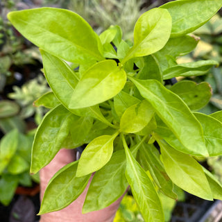 Alternanthera ficoidea ‘True Yellow’