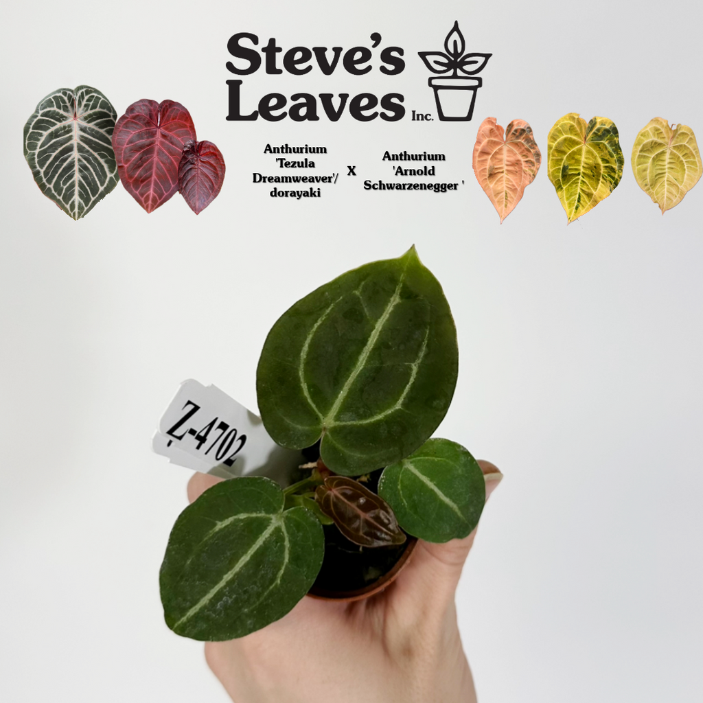Z-4702 - Anthurium 'Tezula Dreamweaver'/dorayaki x 'Arnold Z-4702 - Anthurium 'Tezula Dreamweaver'/dorayaki x 'Arnold