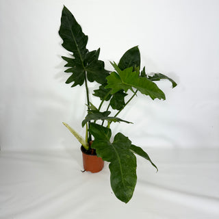 Z-4622 - Philodendron 'Mottled Dragon' (Non-TC)
