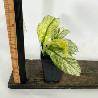 Z-4510 - Rhaphidophora puberula variegata