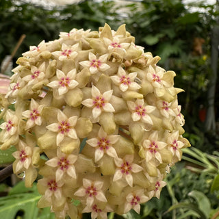 Hoya sp. EPC-376