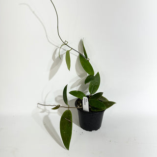 Hoya minahassae