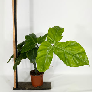 Z-4580 - Philodendron barrosoanum (Non-TC)