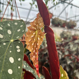 Begonia maculata