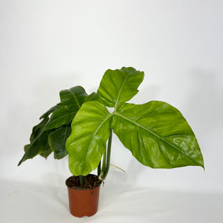 Z-4580 - Philodendron barrosoanum (Non-TC)