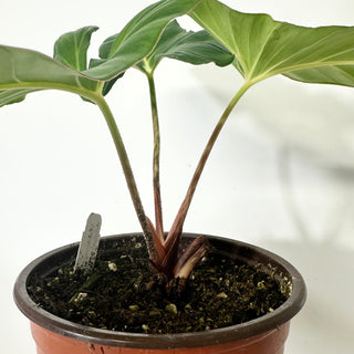 Adelonema crinipes - 5.5" Pot