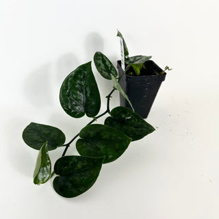 Z-5171 - Scindapsus pictus 'Black Mamba'