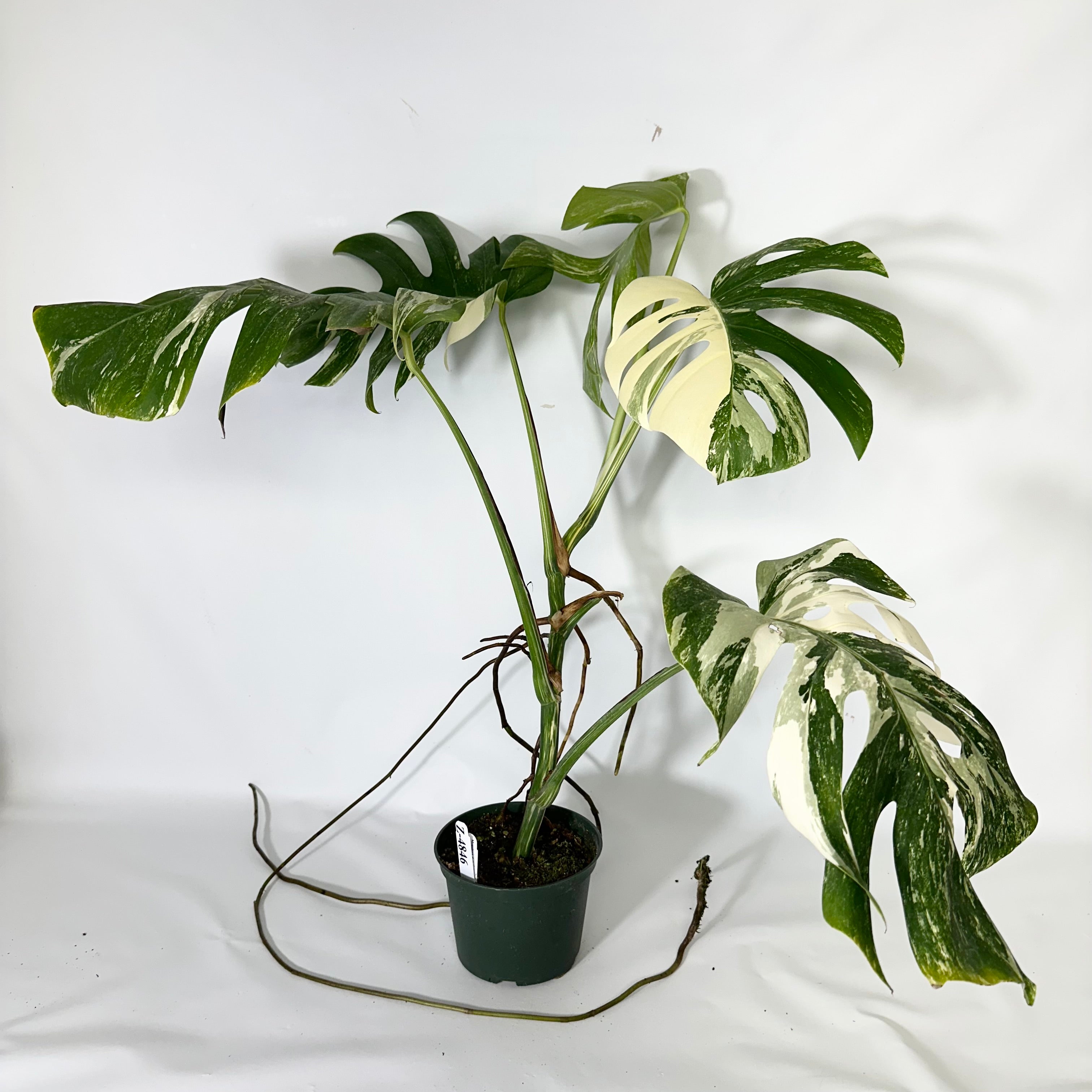 Z-4846 - Monstera deliciosa var. borsigiana albo-variegata