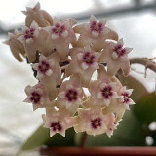 Hoya sp. EPC-301
