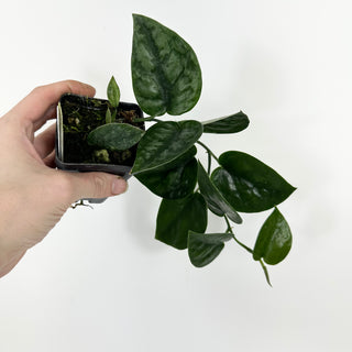 Z-5195 - Scindapsus pictus 'Black Mamba'