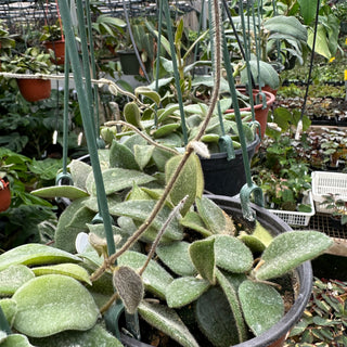 Hoya thomsonii