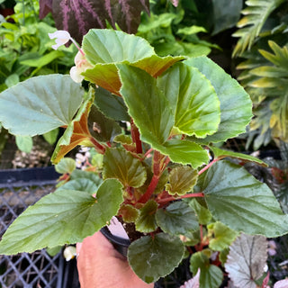 Begonia cucullata