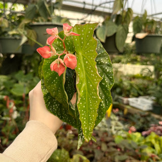 Begonia 'Harmony's Tinker Bell'