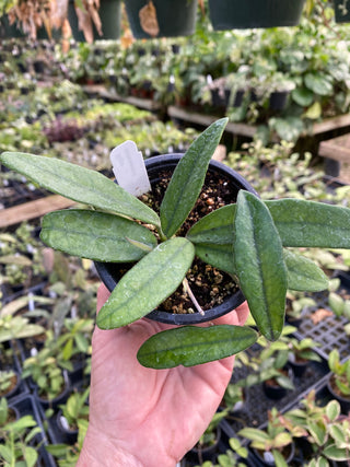 Hoya sichuanensis