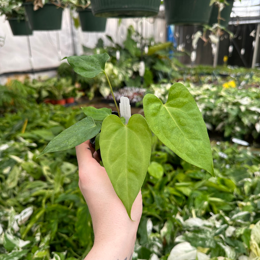 anthurium portilloi Anthurium Wu papillilaminum x indo portillae – Steve's Leaves