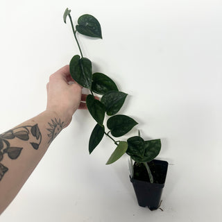 Z-5180 - Scindapsus pictus 'Black Mamba'