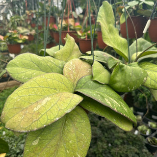 Hoya 'Elephant'