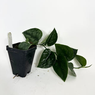 Z-5195 - Scindapsus pictus 'Black Mamba'